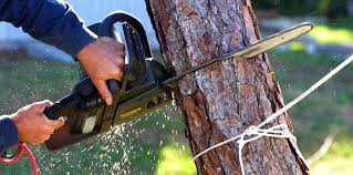 Reliable Mundelein, IL Tree Care Solutions