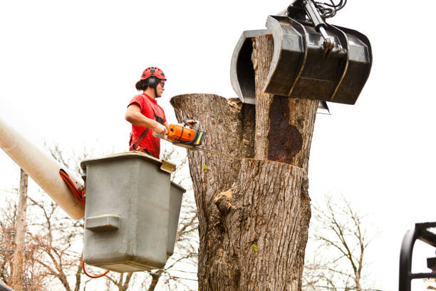 How Our Tree Care Process Works  in  Mundelein, IL